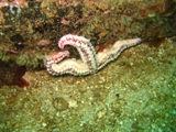starfish.jpg